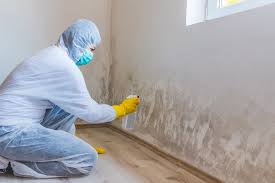 Best Emergency Mold Remediation in Mountain Lodge Park, NY