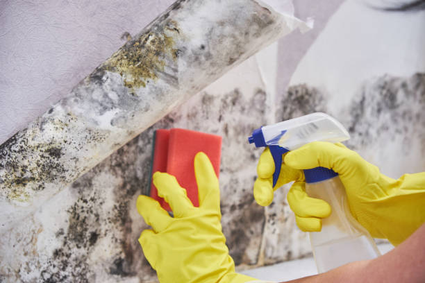 Professional Mold Removal in Mountain Lodge Park, NY