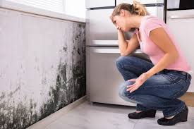 Why You Should Choose Our Mold Remediation Services in Mountain Lodge Park, NY